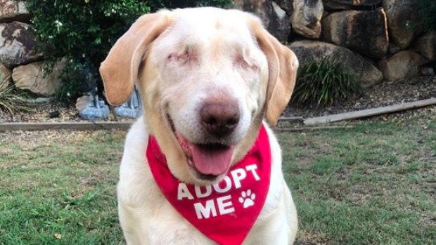 Dumpling has won the hearts of many on Facebook / Labrador Rescue